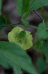 Longleaf groundcherry